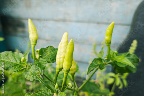Foto A bunch of green chilies on the plant, chili fruit on the plant in the organic farm garden