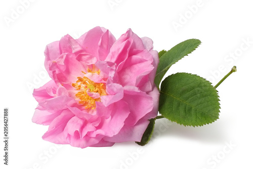Damask rose. Oil-bearing rose.