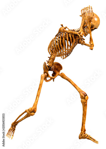3D Rendering Human Skeleton on White