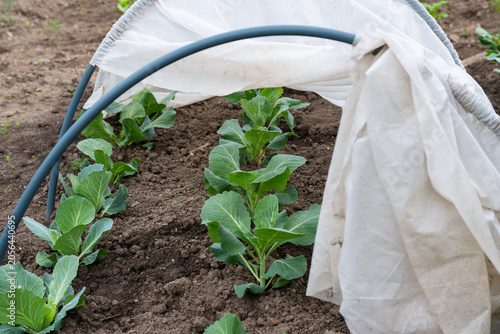 young cabbage seedlings planted in rows, partially sheltered under a protective garden tunnel cover.