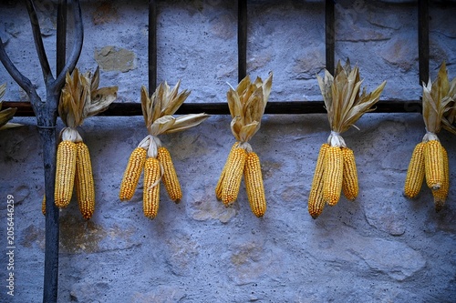 Bild auf Leinwand Corn cobs hanging to dry on the exterior of a rural house against an antique stone wall in Bergheim, Alsace France