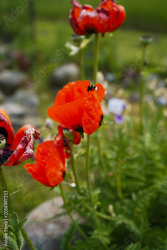Bumblebee sitting towards a bright red poppy flower in a summer garden in natural sunlight