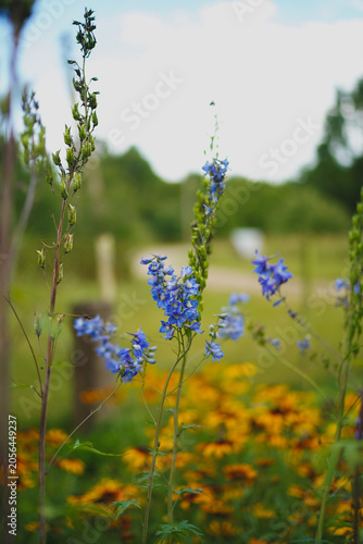 Close up of blue delphinium flowers with yellow rudbeckia in soft focus background