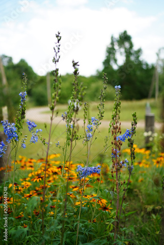 Close up of blue delphinium flowers with yellow rudbeckia in soft focus background