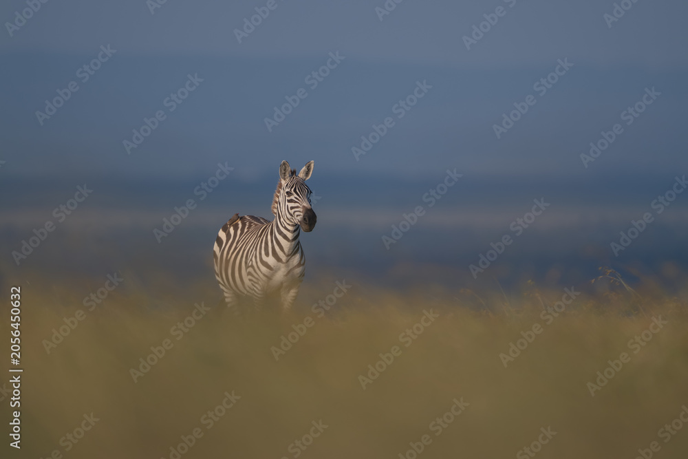 Obraz premium Plains zebra stands with blurred grass foreground