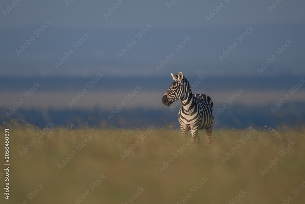 Fototapeta premium Plains zebra with catchlight standing on horizon