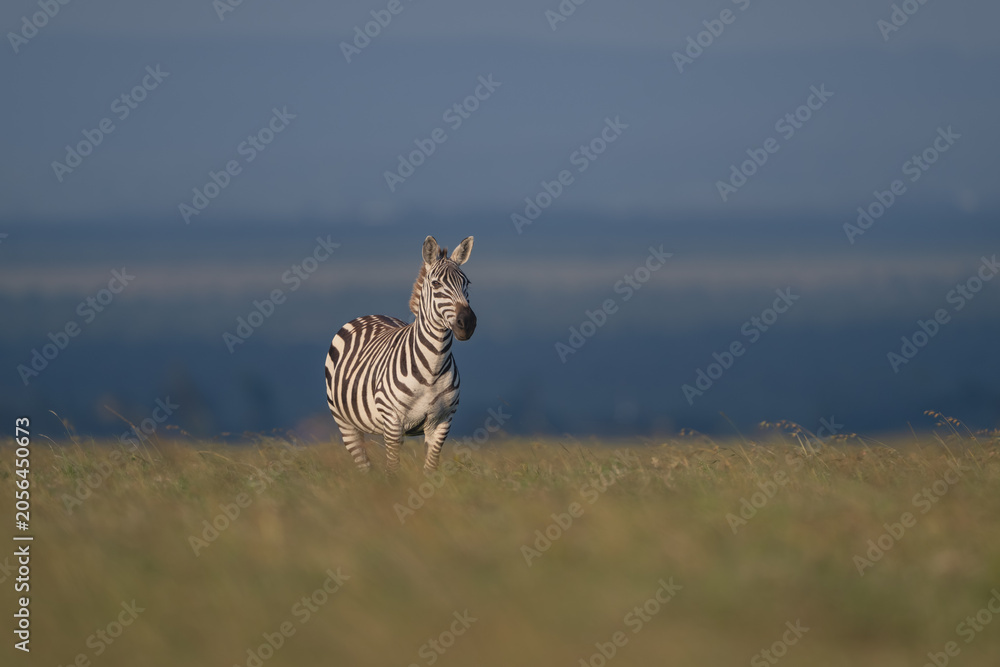 Fototapeta premium Plains zebra stands with catchlight on horizon