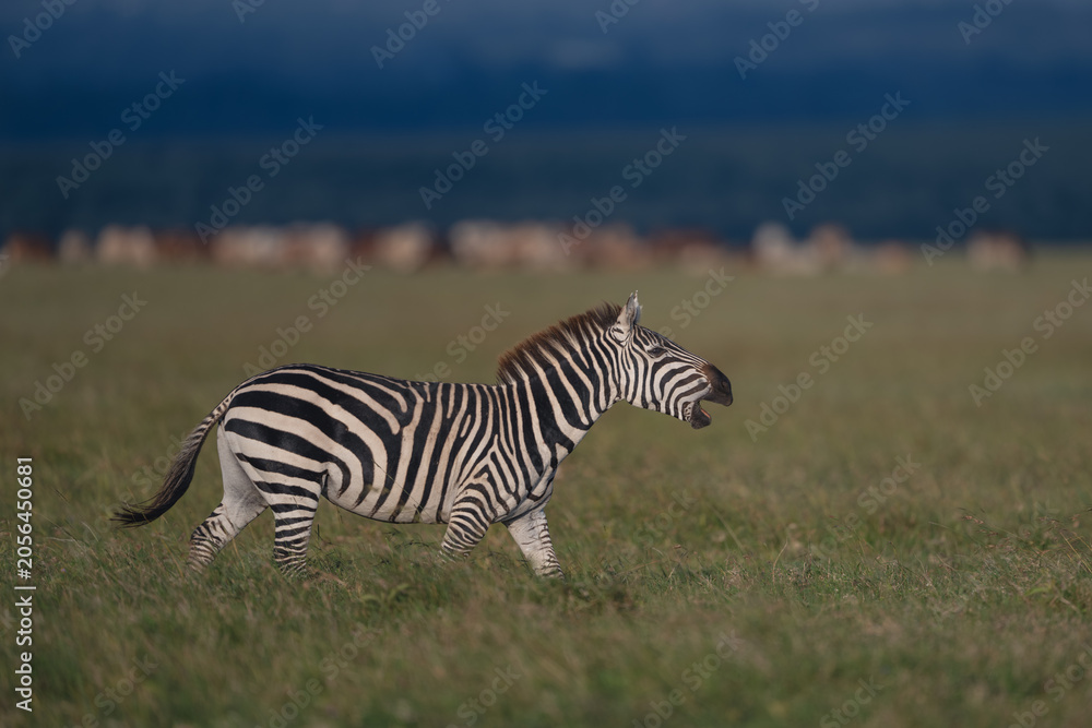 Fototapeta premium Plains zebra with catchlight walks across savanna
