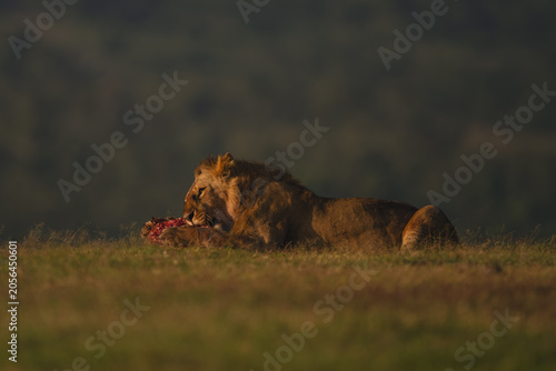 Billede på lærred Male lion with catchlight lies eating carcase