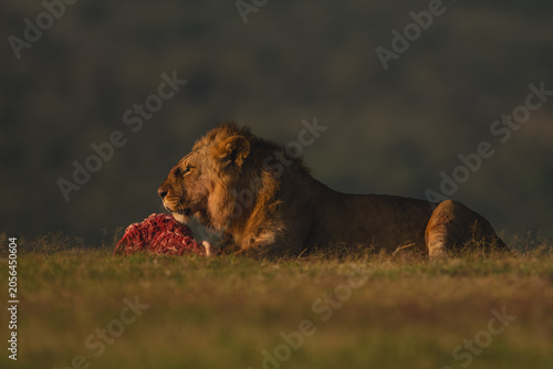 Принти на полотні Male lion with catchlight lies guarding carcase