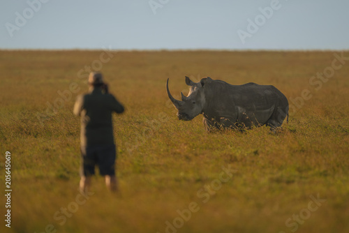 Man stands photographing black rhino on savanna
