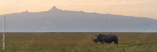 Panorama of black rhino with Mount Kenya