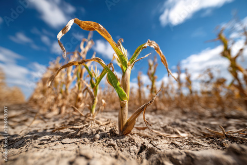 Drought damaged corn plant in dry field under blue sky
