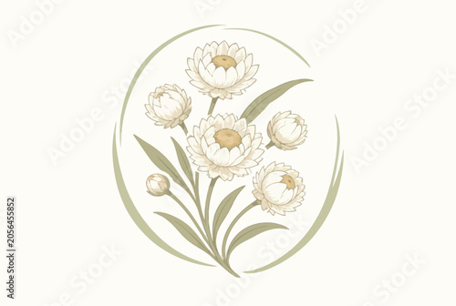 Photos Botanical illustration of four white paper daisies in circle.