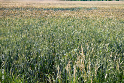 Green wheat field under the summer sun