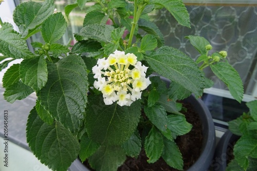 Fotografia Lantana flowers in the spring - evolvent flower.