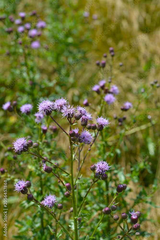 Obraz premium Acker-Distel, Cirsium arvense (L.) Scop, Blüte