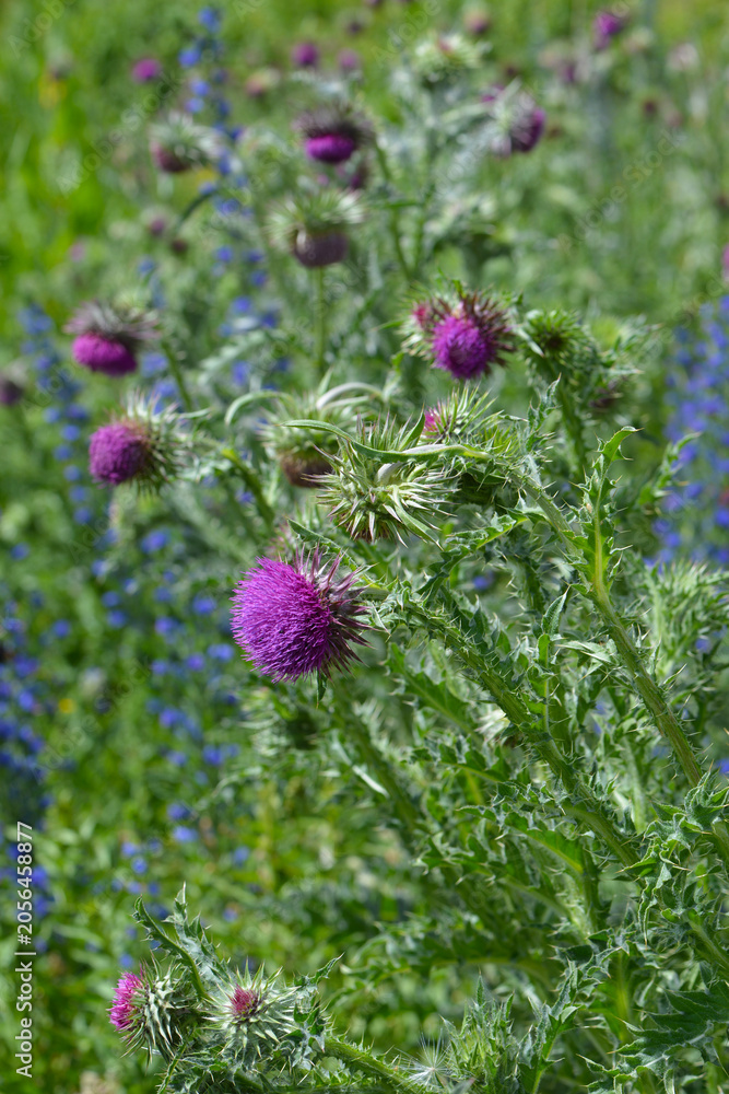 Fototapeta premium Nickende Distel, Carduus nutans, Blüte