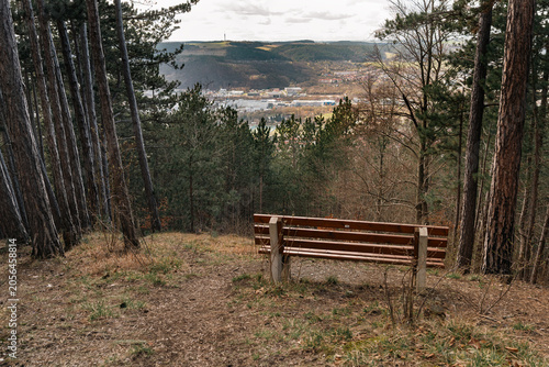 Wooden Bench at Pine Forest Overlook