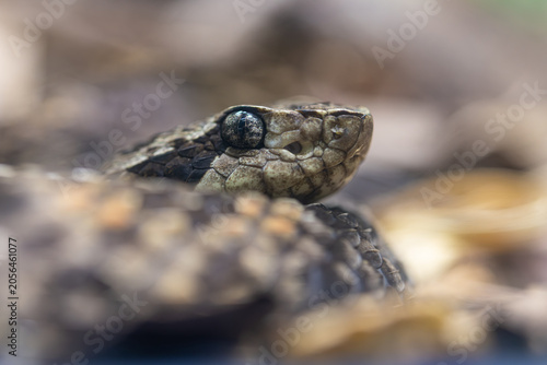 Snake closeup showing scale and eye details