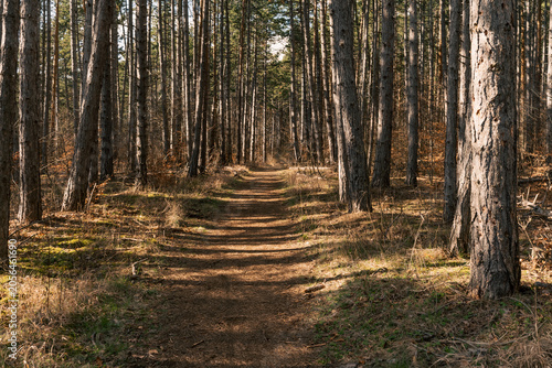 Straight Forest Trail Between Tall Pine Trees
