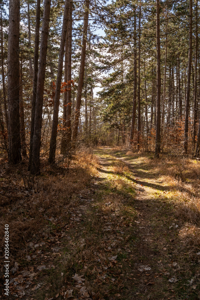 Fototapeta premium Quiet Pine Forest Trail in Spring