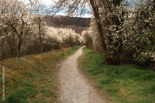Spring Blossom Path Through Quiet Countryside