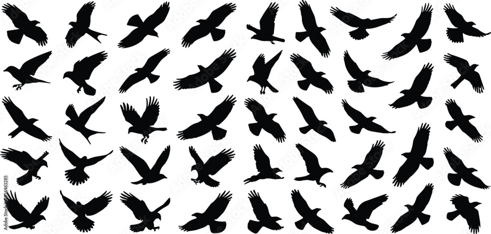 Fototapeta premium Flying Bird Silhouette Collection Set with Various Eagle Hawk Crow Raven Poses Isolated on White Background