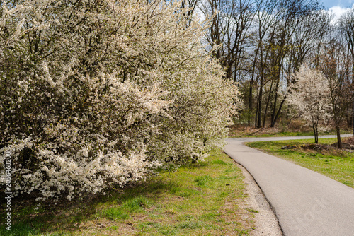 Spring Blossom Trees Along a Quiet Countryside Path