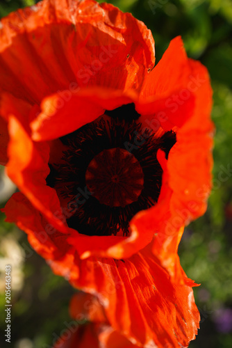 Close-up of bright red poppy flower with black center and soft bokeh in natural light, top view, macro nature photography