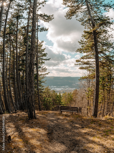 Tall Pine Trees Around Scenic Bench