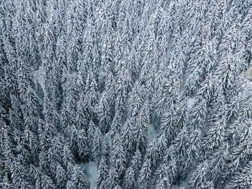 Bosco innevato, vista aerea 