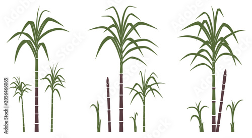Botanical collection of sugarcane plants showing long green leaves and segmented stalks against white backdrop.