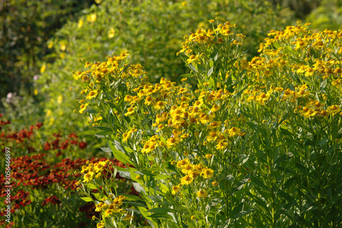 фотографія Sonnenbraut, Gewöhnliche Sonnenbraut, Helenium autumnale, Sonnenbraut-Hybriden,