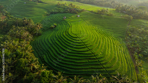 Konstfotografi rice terraces bali indonesia