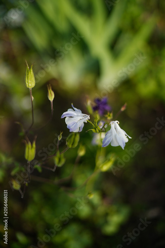 Light blue aquilegia columbine flowers blooming in a summer garden