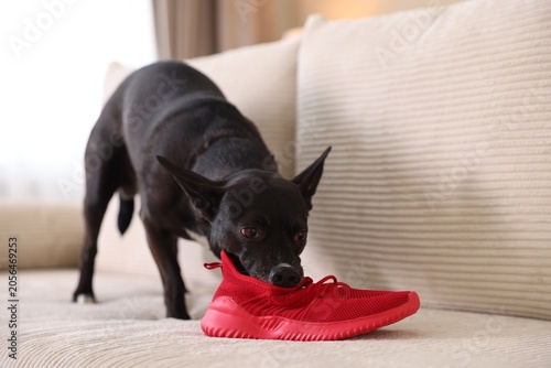 Canvas Print Naughty dog chewing sneaker on sofa at home, closeup