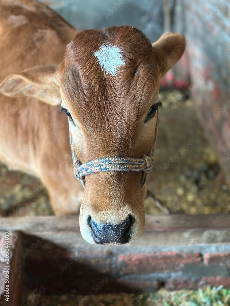 Naklejka premium calf in a barn