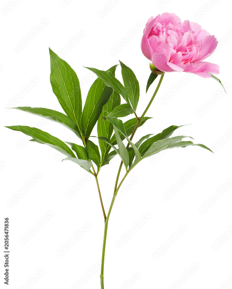 Obraz premium Beautiful pink peony flower with green leaves isolated on white