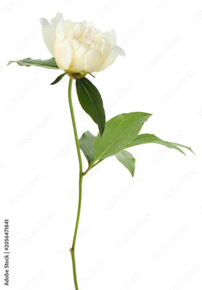 Obraz premium Beautiful peony flower with green leaves isolated on white