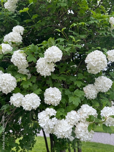 Beautiful blossoming shrub with green leaves growing outdoors, closeup