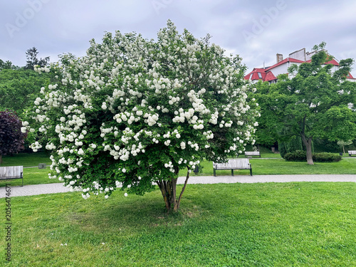 Beautiful blossoming shrub growing on green lawn in park