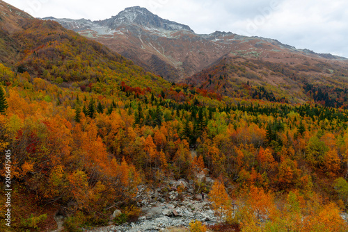 Panoramic view of colorful deciduous forest in the Alibek mountain Gorge