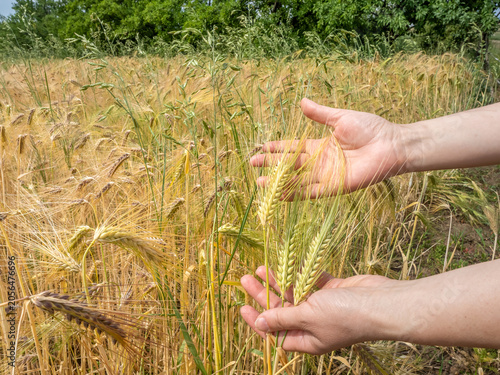 Hands examining dry wheat ears showing drought damage in crop field