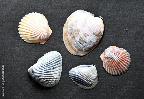 Five Seashells in Water