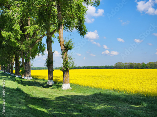 Field, meadow, and trees. Countryside. Suburban landscape
