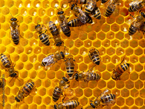 Bilde på lerret The work of young bees in the hive