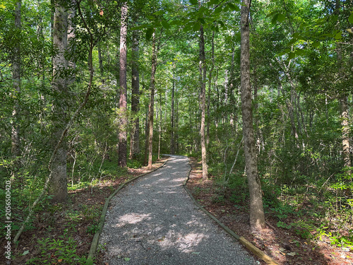 A peaceful gravel trail winds through a mature coastal forest at New Bern Battlefield Park, offering a quiet nature walk beneath a green canopy.