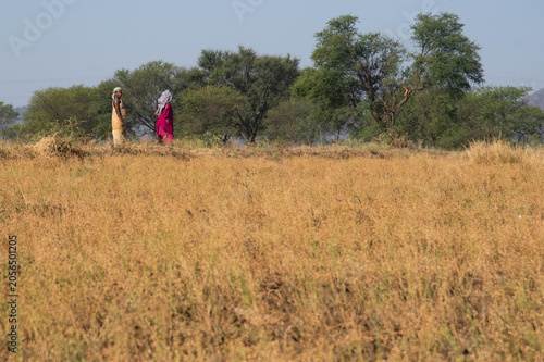 walking in the field