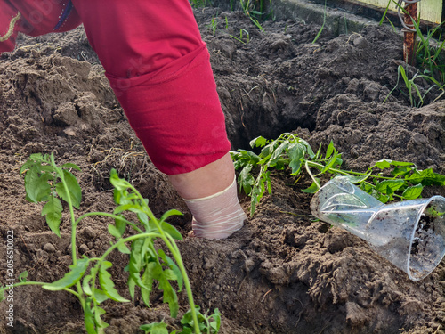 фотографія Woman's gloved hands planting young tomato seedlings into rich greenhouse soil,